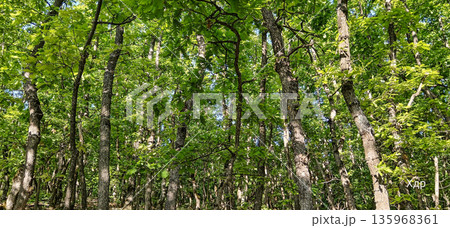 Beautiful green oak forest. Oak trees park in a sunny day. 135968361