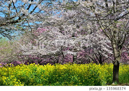 赤城南面千本桜　桜と菜の花の彩　　　 135968374