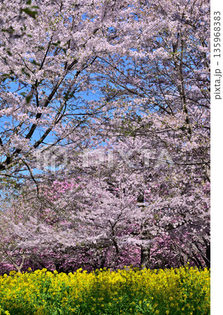 赤城南面千本桜　桜と菜の花の彩　　　 135968383