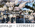 通勤通学前に花見 通勤通学前に花見 135968410
