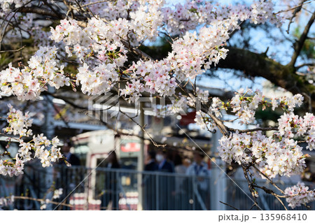 通勤通学前に花見 通勤通学前に花見 135968410