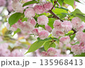 八重桜のトンネル 八重桜のトンネル 135968413