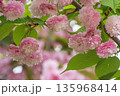 八重桜のトンネル 八重桜のトンネル 135968414