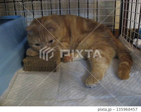 くつろぐ猫 くつろぐ猫 135968457