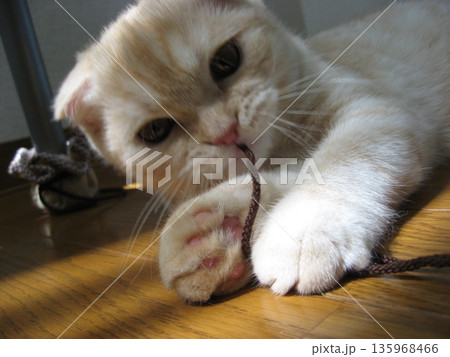 紐を噛む子猫 135968466