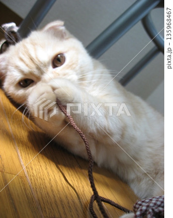 手を合わせる子猫 135968467