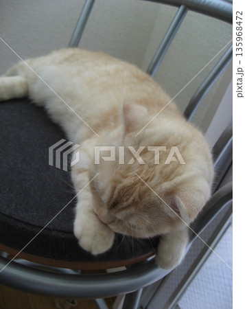 椅子が大好きな子猫 135968472