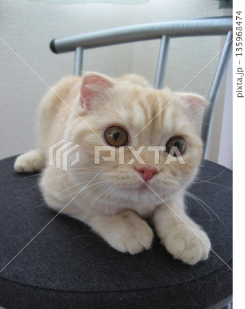 椅子に乗る子猫 135968474