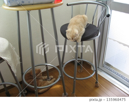 椅子から落ちそうな猫と床でくつろぐ猫 椅子から落ちそうな猫と床でくつろぐ猫 135968475