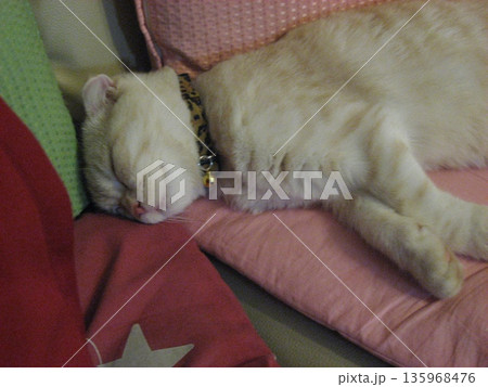 熟睡する子猫 135968476