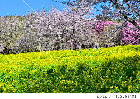 赤城南面千本桜　桜と菜の花の彩　　　 135968481