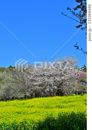 赤城南面千本桜　青空と桜と菜の花の彩　　　 135968488