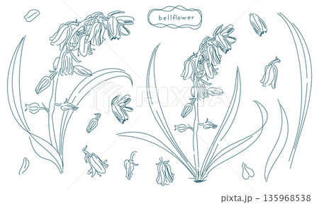 ツリガネソウの線画素材セット（透過性のラインアート） 135968538