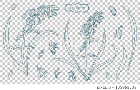 ツリガネソウの線画素材セット（透過性のラインアート） 135968538