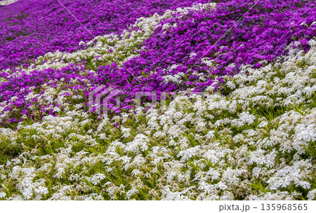 芝桜 135968565
