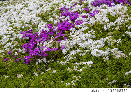 芝桜 135968572