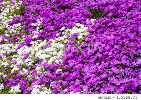 芝桜 135968573