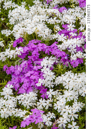 芝桜 135968575