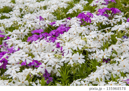 芝桜 135968578
