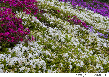 芝桜 135968581
