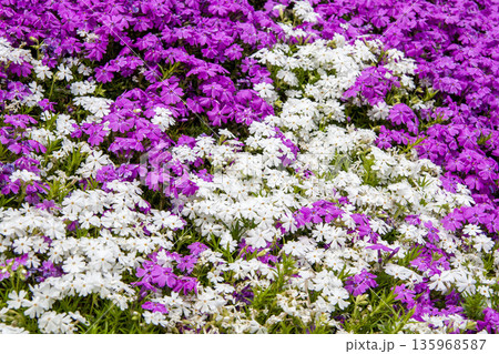 芝桜 135968587