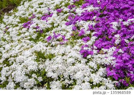 芝桜 135968589