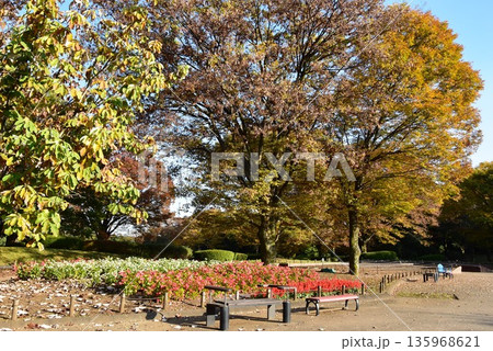相模原市 神奈川県立相模原公園の紅葉と散策路と花壇 相模原市 神奈川県立相模原公園の紅葉と散策路と花壇 135968621