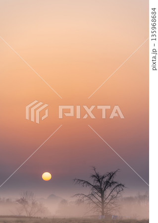 「埼玉県」春霞に包まれた早朝の見沼田んぼの風景 「埼玉県」春霞に包まれた早朝の見沼田んぼの風景 135968684