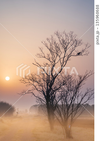 「埼玉県」春霞に包まれた早朝の見沼田んぼの風景 「埼玉県」春霞に包まれた早朝の見沼田んぼの風景 135968688