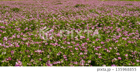れんげの花 135968855