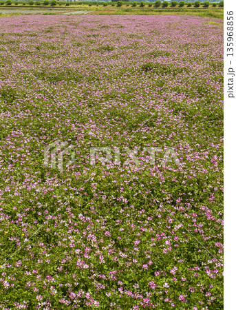 れんげの花 れんげの花 135968856