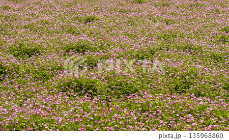 れんげの花 れんげの花 135968860