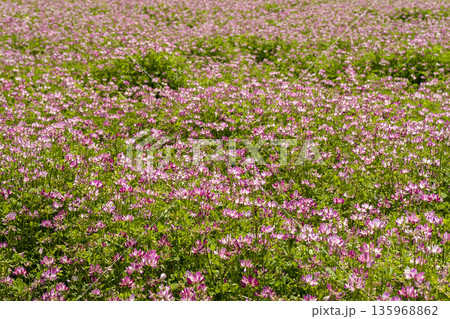 れんげの花 れんげの花 135968862