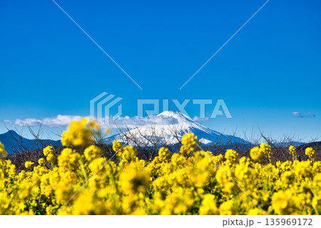 菜の花と富士山 135969172