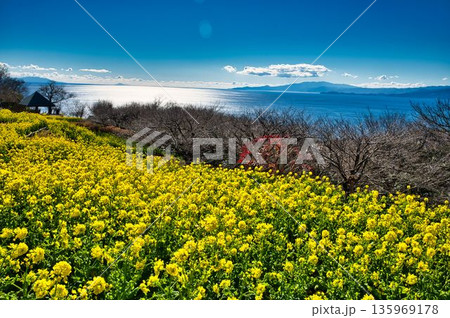 伊豆半島まで望める初冬の吾妻山 135969178