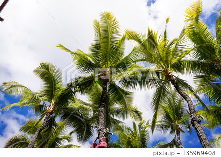 ハワイ 青空に映えるヤシの木 ハワイ 青空に映えるヤシの木 135969408