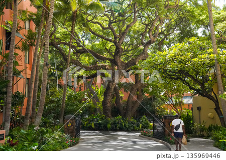 ハワイ ワイキキの高級リゾートホテル 南国の雰囲気とラグジュアリー空間 135969446