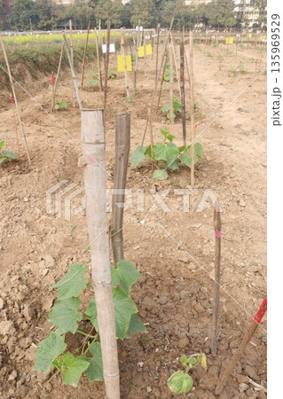 Cucumber tree plant on farm for harvest Cucumber tree plant on farm for harvest 135969529