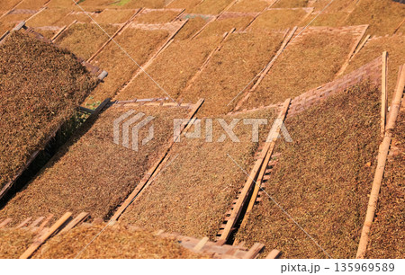 Tobacco Leaves Drying Under Sunlight, Displayed on Racks, Showcasing Traditional Agricultural Practices for Microstock Use Tobacco Leaves Drying Under Sunlight, Displayed on Racks, Showcasing Traditional Agricultural Practices for Microstock Use 135969589