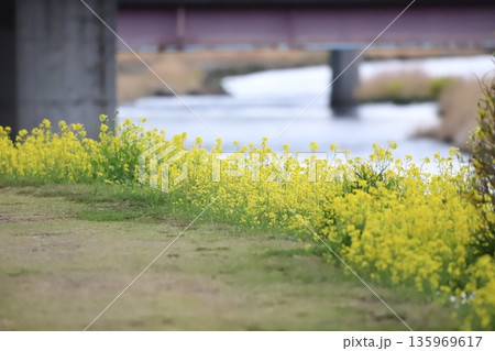 道端に生えている菜の花 道端に生えている菜の花 135969617