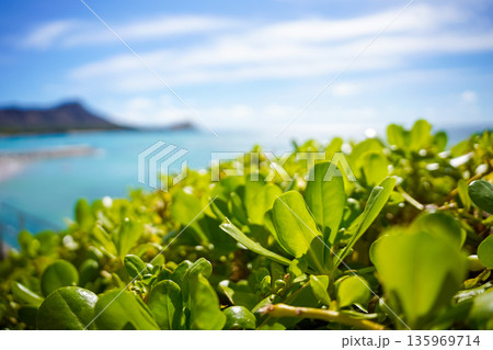ハワイ ワイキキビーチ 青い海と空のリゾート風景  135969714