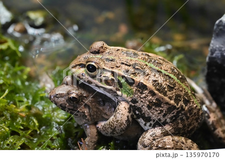 間違えちゃったトウキョウダルマガエル 135970170