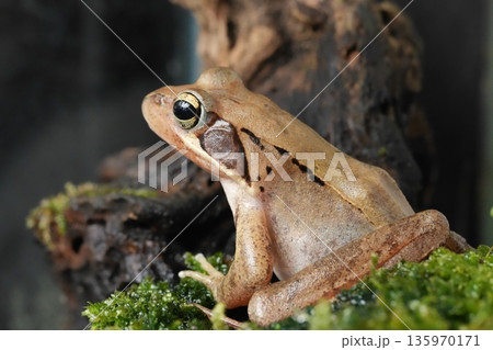 ニホンアカガエル 135970171