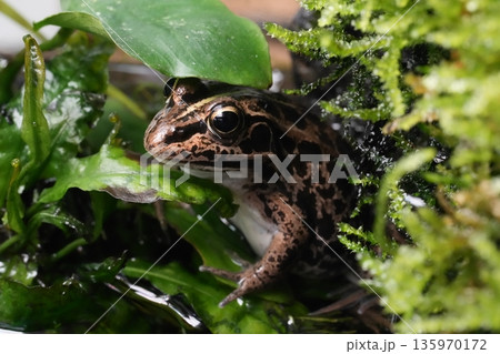 隠れるトウキョウダルマガエル 135970172