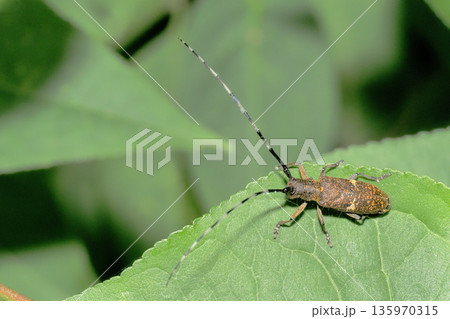 ヒメヒゲナガカミキリ 135970315