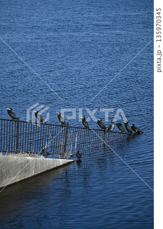 水辺に集まるカワウ 135970345