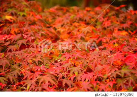 真っ赤に紅葉したもみじのイメージ 135970386