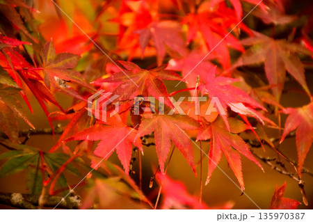 真っ赤に紅葉したもみじのイメージ 135970387