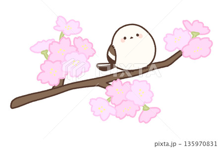 長い桜の枝にとまるシマエナガ 長い桜の枝にとまるシマエナガ 135970831