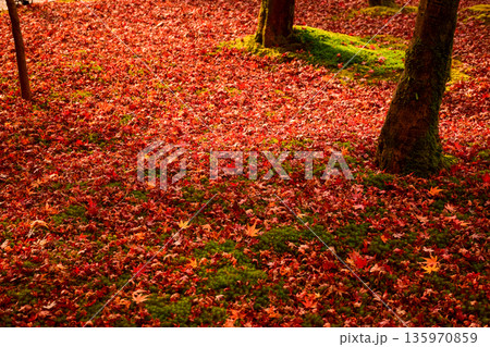 京都府　永観堂禅林寺の紅葉　紅葉の絨毯のイメージ 135970859